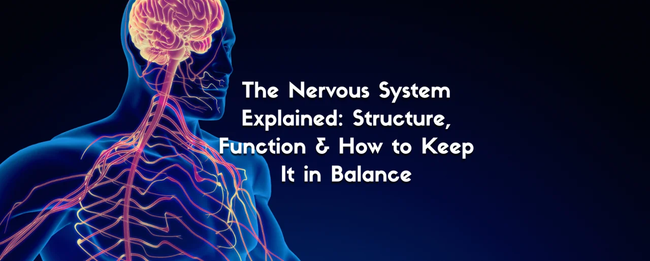 The Nervous System Explained: Structure, Function & How to Keep It in Balance