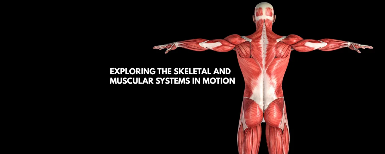 Exploring the Skeletal and Muscular System in Motion