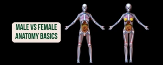 Male vs Female Anatomy Basics: Understanding Key Differences and Similarities